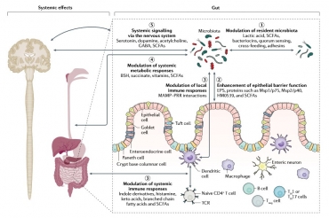 postbiotiques 2.jpg